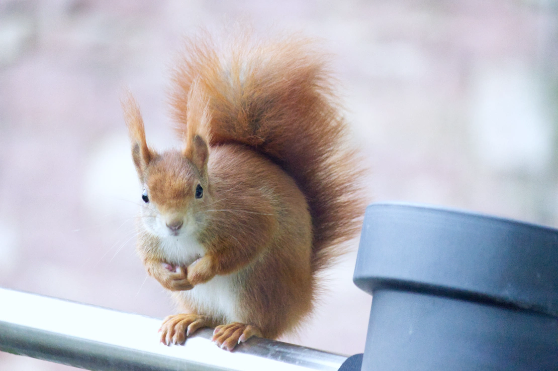 January 2024 - A Squirrel at the balcony